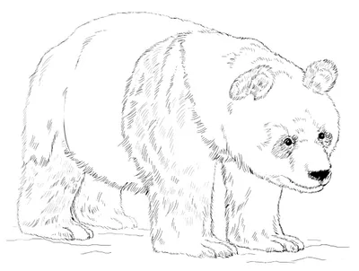 Как нарисовать белого медведя - YouTube
