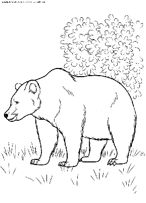 Раскраска Бурый медведь | Раскраски с животными, зверями
