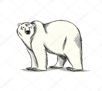 Медведь детский рисунок карандашом (19 шт)