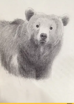 Рисунки медведя для срисовки (53 фото)