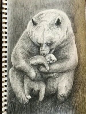 Рисунок для срисовки белый медведь (24 шт)