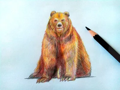 Медведь рисунки