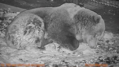 Полярный медведь спит стоковое фото. изображение насчитывающей цвет -  149184806