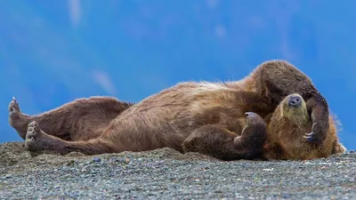 Спать медведя стоковое фото. изображение насчитывающей больш - 40608722
