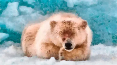 Спят твои соседи, белые медведи... :: Alexandr Zykov – Социальная сеть  ФотоКто