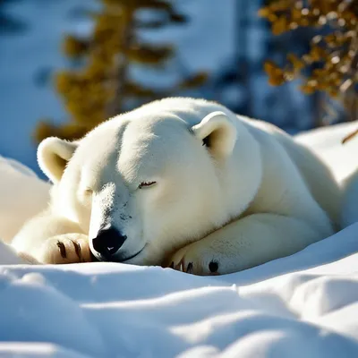 Полярный медведь спит стоковое изображение. изображение насчитывающей  утомлено - 122351193