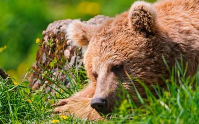 Медведь не спит зимой: проблема или хорошая примета? | Авиамедведь Мансур |  Дзен