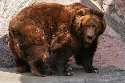 Медведи в Беларуси, 2023: где заметили, почему выходят к людям, опасность,  что говорят ученые, что говорят охотники, отстрел - KP.RU