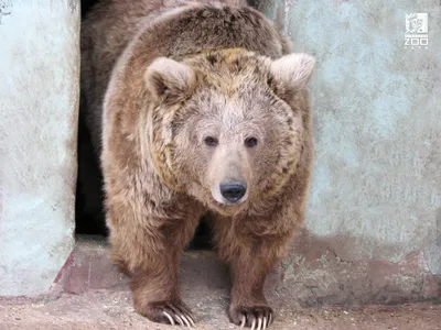 Натуралист рассказал, могут ли в Литву вернуться бурые медведи - Delfi RU