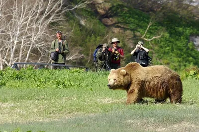 Бурые медведи попали на видео в Нижне-Свирском заповеднике - Новости РГО