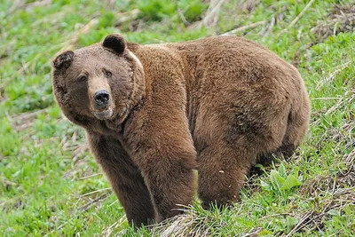 Выживший. Американец неделю скрывался от преследовавшего его медведя, пока  его случайно не спасли - BBC News Русская служба