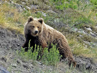 Закавказский бурый медведь — МетеоЖурнал