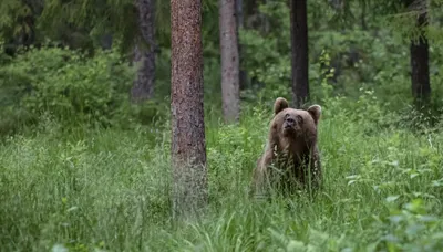 Больше всего в Витебской области: бурых медведей посчитали в Беларуси -  24.02.2023, Sputnik Беларусь