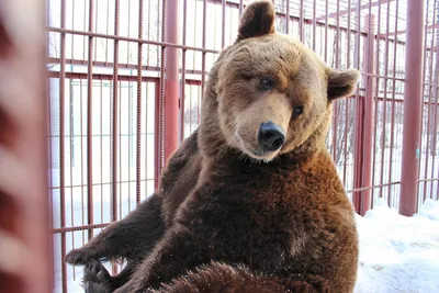 В Кемеровской области на грибника напал медведь — РБК