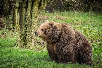 Разъяренный медведь чуть не загрыз двух человек в Якутии | 360°