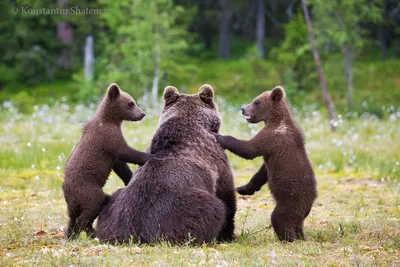 Сибирский бурый медведь (Ursus arctos). Подробное описание экспоната,  аудиогид, интересные факты. Официальный сайт Artefact