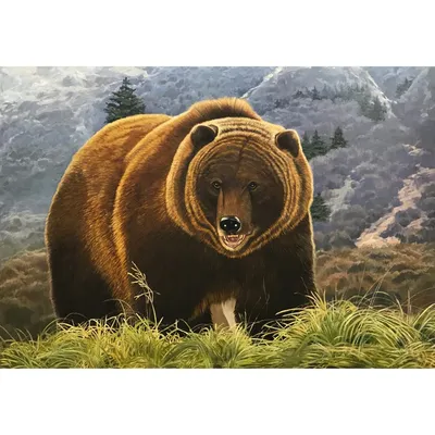 В Вязниковском районе в фотоловушку попал взрослый медведь - новости  Владимирской области