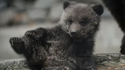 Рижский зоопарк приютил медвежонка, спасенного на дороге | Nasha