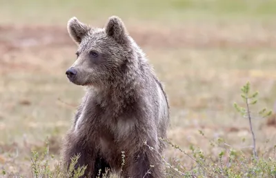Загадка для самых внимательных - нужно найти медвежонка в густом лесу -  Главред