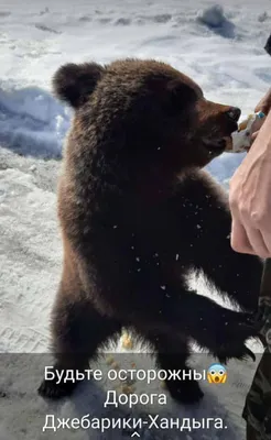 В Арктике обнаружили третьего за осень одинокого белого медвежонка