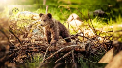 В России спасли медвежонка, из которого браконьеры хотели сделать  «деликатес»