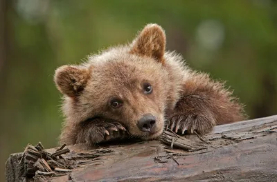 Фотообои Милый медвежонок на стену. Купить фотообои Милый медвежонок в  интернет-магазине WallArt