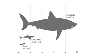 Мегалодон | Otodus Megalodon 2024 | ВКонтакте