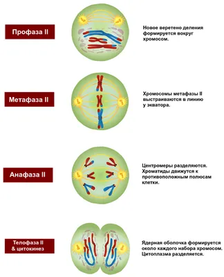 Деление клетки. Отличие митоза и мейоза - NeoBionika.ru - сайт о  дополнительном образовании: обучающие материалы для самообразования