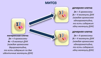 23. Мейоз