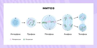 Фазы Мейоза — стоковая векторная графика и другие изображения на тему Мейоз  - Мейоз, Anaphase, Centriole - iStock