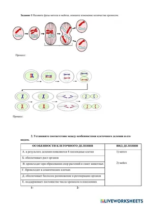 Мітоз і мейоз: спільне та відмінне ☝... - ZNOUA. Усе про ЗНО | Facebook