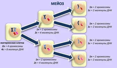 Диаграмма: Мейоз | Quizlet