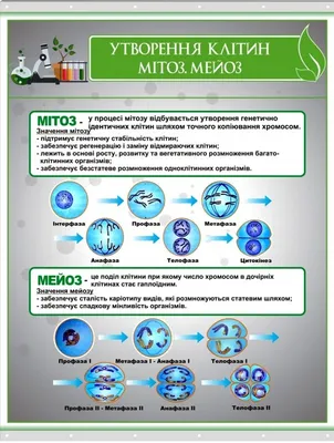 Фазы деления клетки: митоз и мейоз, их сходства и различия — типы и виды  деления клеток, прямое и непрямое деление