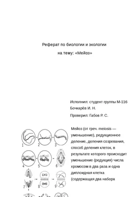 Мейоз - Умскул Учебник