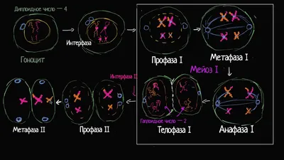 Не могу понять один момент. На картинках \"Мейоз\" показано, что в Профазе I  4 хромосомы и каждая по - Школьные Знания.com