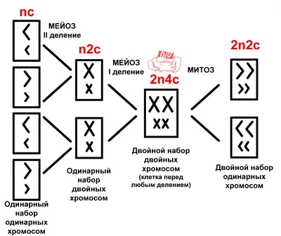 МИТОЗ И МЕЙОЗ - онлайн-пазл