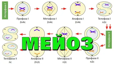 Мейоз - деление клетки | самое простое объяснение - YouTube