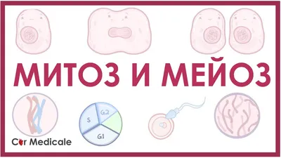 Модель-аппликация \"Деление клетки. Митоз и мейоз\" – купить за 1 599 ₽ |  Развитие образования