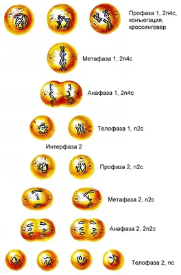 Размножение клеток: Мейоз | Кинезиолог