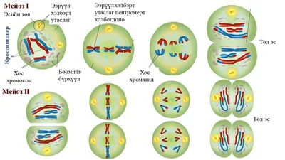 Пьяный Твиттер on X: \"Мейоз клетки https://t.co/yYRrYGKueB\" / X