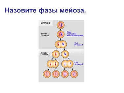 Фазы деления клетки: митоз и мейоз, их сходства и различия — типы и виды  деления клеток, прямое и непрямое деление