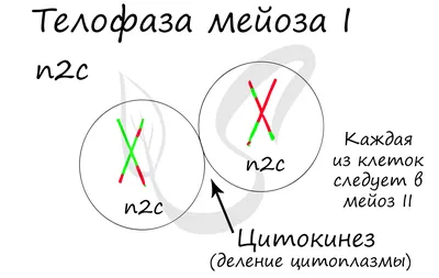 Модель \"Митоз и мейоз клетки\" кабинет биологии Учебное оборудование  Оборудование для кабинета химии Учебное оборудование для кабинета физики  Оборудование для кабинета биологии - ООО Рос-сервис г. Санкт-Петербург