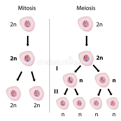 СӨБ | Хичээл | Биологи 9 | Эсийн мейоз хуваагдлын дүнд бэлгийн эсийн  хромосомын тоо цөөрдөг болохыг бүдүүвчээр илэрхийлэх.