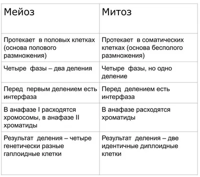 МИТОЗ И МЕЙОЗ - онлайн-пазл