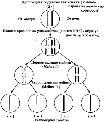 Модель-аппликация “Деление клетки. Митоз и мейоз” | Лаборатории под ключ