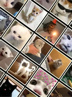Мемные котики и их не менее мемные рисунки из японского твиттера | Пикабу
