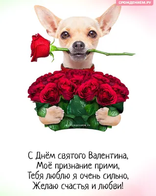 Прикольные поздравления с Днем Святого Валентина подруге, открытки -  Телеграф