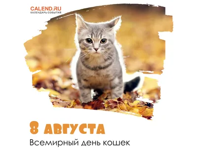 Всемирный день кошек 2024: какого числа, история и традиции праздника
