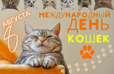 Международный день кота