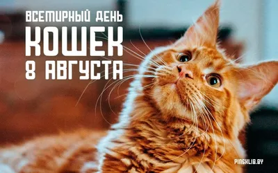 Домашние, хвостатые, пушистые... Сегодня Международный день кошек!!!! |  Поток книг Александра Славуцкого | Дзен